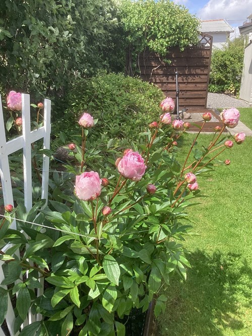 Säljarens egna sommarbild