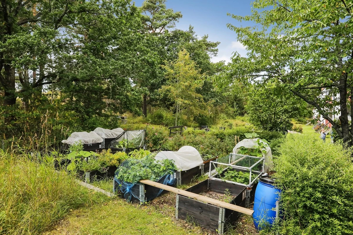 Flera i föreningen har egna pallkragar för odling
