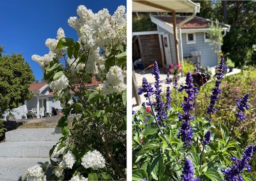 Sommarbilder (säljarens privata bild)